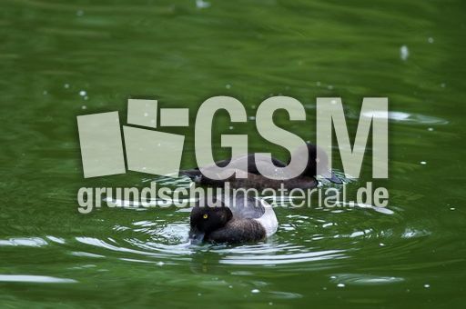 Reiherente (10 von 12).jpg